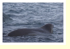 Antarctica06587