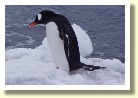 Antarctica06615