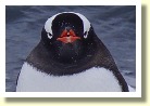 Antarctica06619