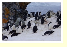 Antarctica06625