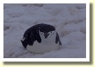 Antarctica06631