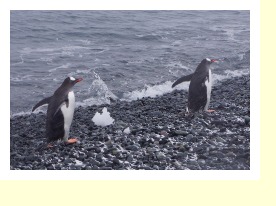 Antarctica06637
