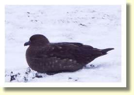 Antarctica06711