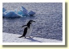Antarctica06833