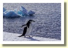 Antarctica06833