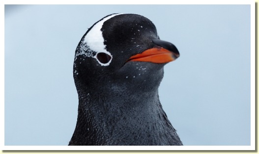 Antarctica17