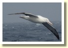 Antarctica2