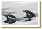 Antarctica21003