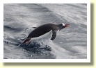 Antarctica21020
