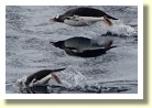 Antarctica21079