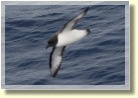 Antarctica2111