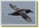 Antarctica2122