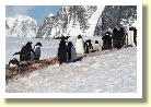Antarctica21294