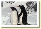 Antarctica21299