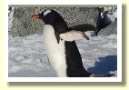 Antarctica21312