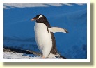 Antarctica213492