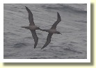 Antarctica21445
