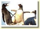 Antarctica21459