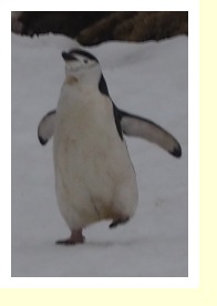 Antarctica2157