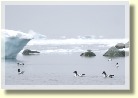 Antarctica21659
