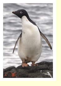 Antarctica2168