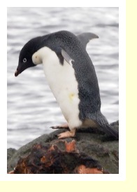 Antarctica2175