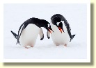 Antarctica21816