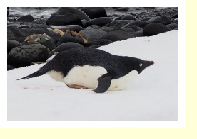 Antarctica2184