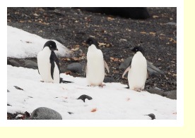 Antarctica2185