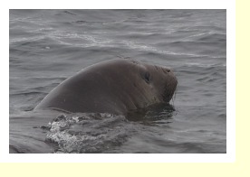 Antarctica2195