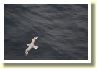 Antarctica22005