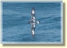 Antarctica22203