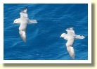 Antarctica22248