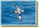 Antarctica22253