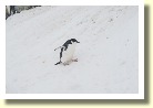Antarctica2241
