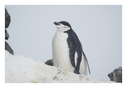 Antarctica2254