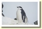 Antarctica2254