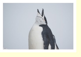 Antarctica2255