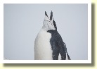 Antarctica2255