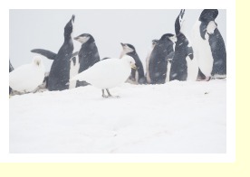 Antarctica2276