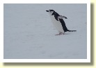 Antarctica2326