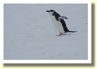 Antarctica2326