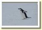Antarctica2326