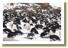 Antarctica2388