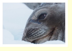 Antarctica2425