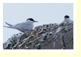 Antarctica2431