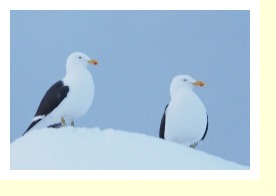 Antarctica2466