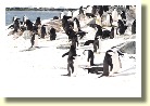 Antarctica2502
