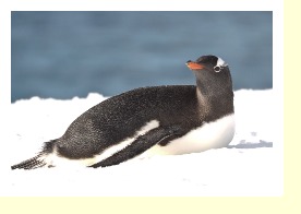 Antarctica2512