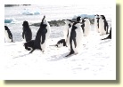 Antarctica2524